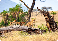Safari Adventures
