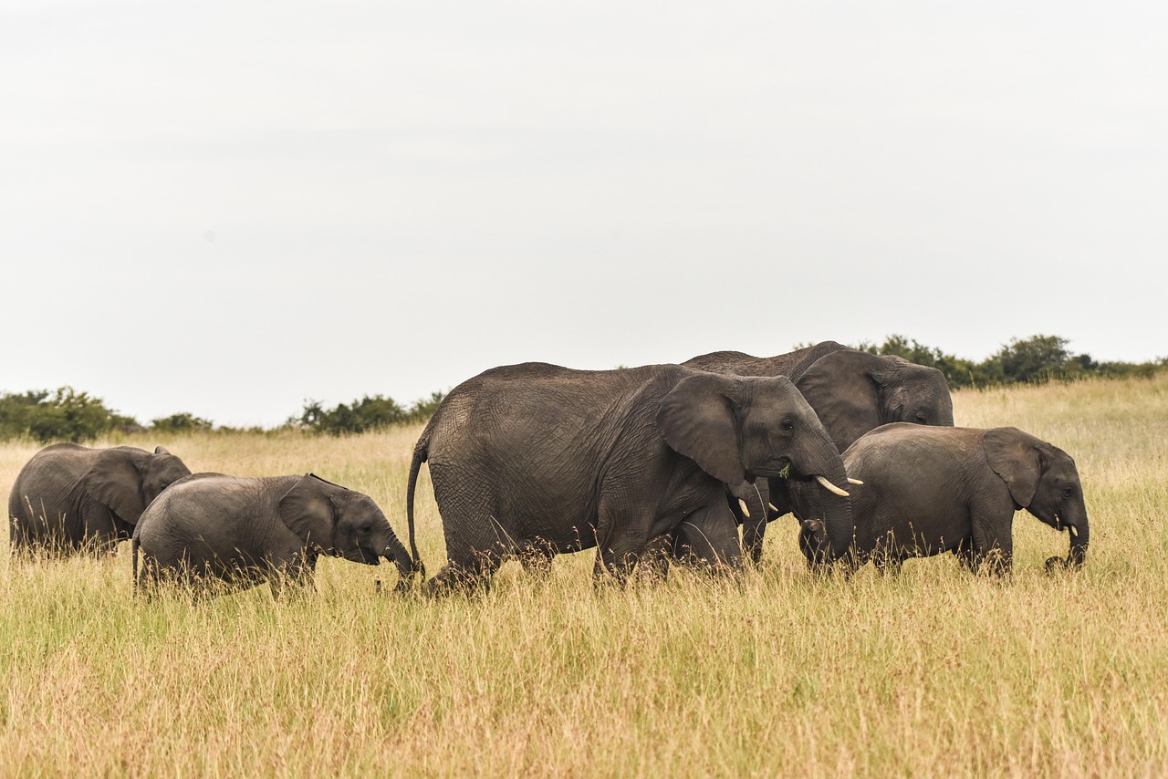 East Africa