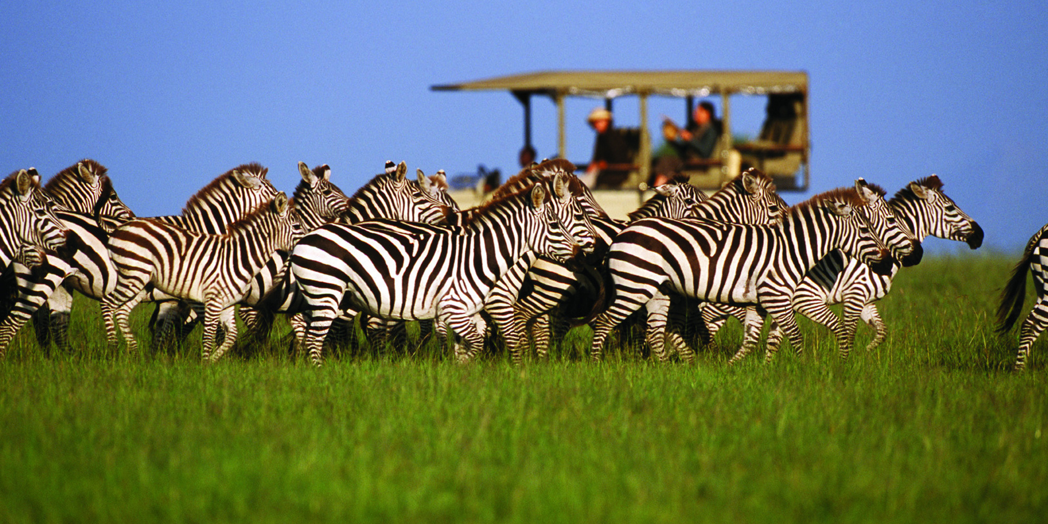 Safari & Wildlife