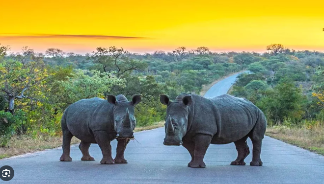 Kruger National Park