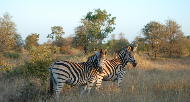 Kruger National Park in South Africa